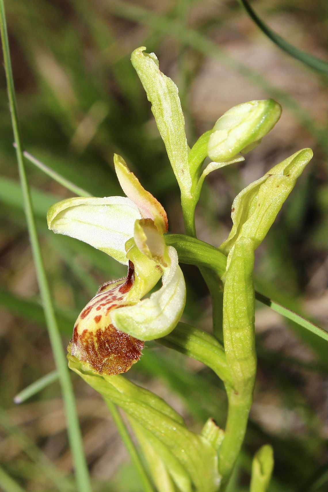 Lusus di Ophrys n.d.